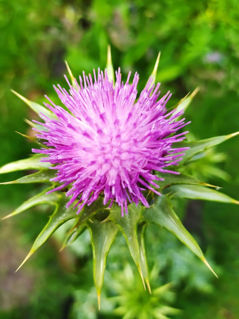 Blühende Mariendistel – typische Heilpflanze zur Unterstützung von Leber und Stoffwechsel.