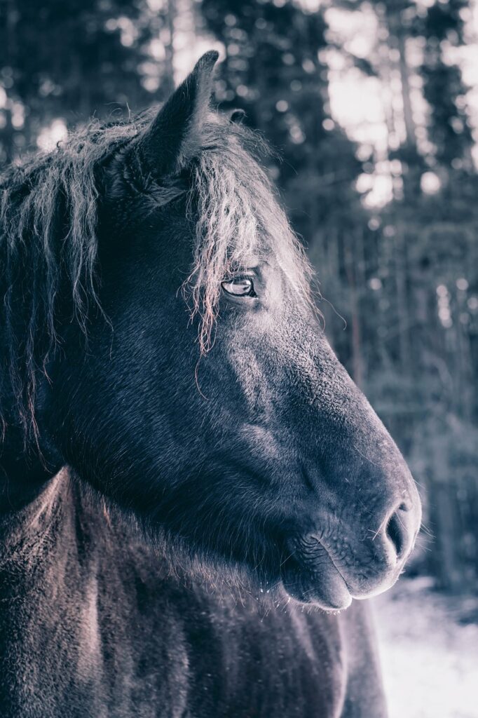 Pferd vor nebliger Waldkulisse – ruhiger Ausdruck als Hinweis auf Sensibilität und feine Wahrnehmung.