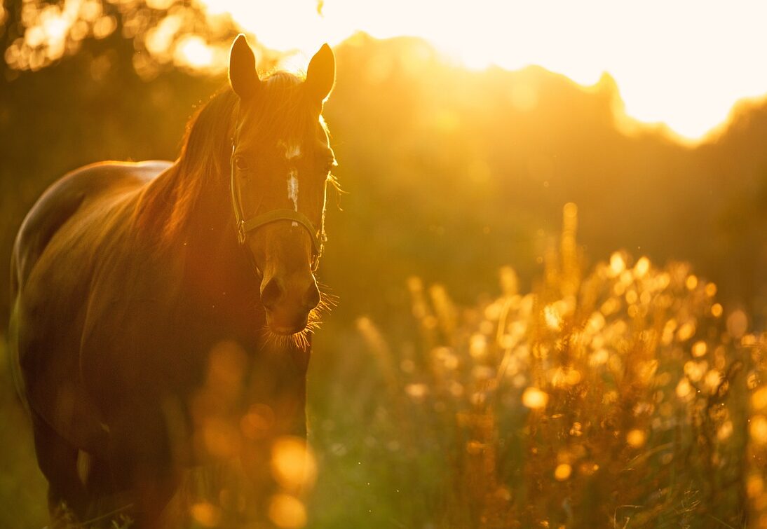 Pferd im warmen Abendlicht auf einer Wiese